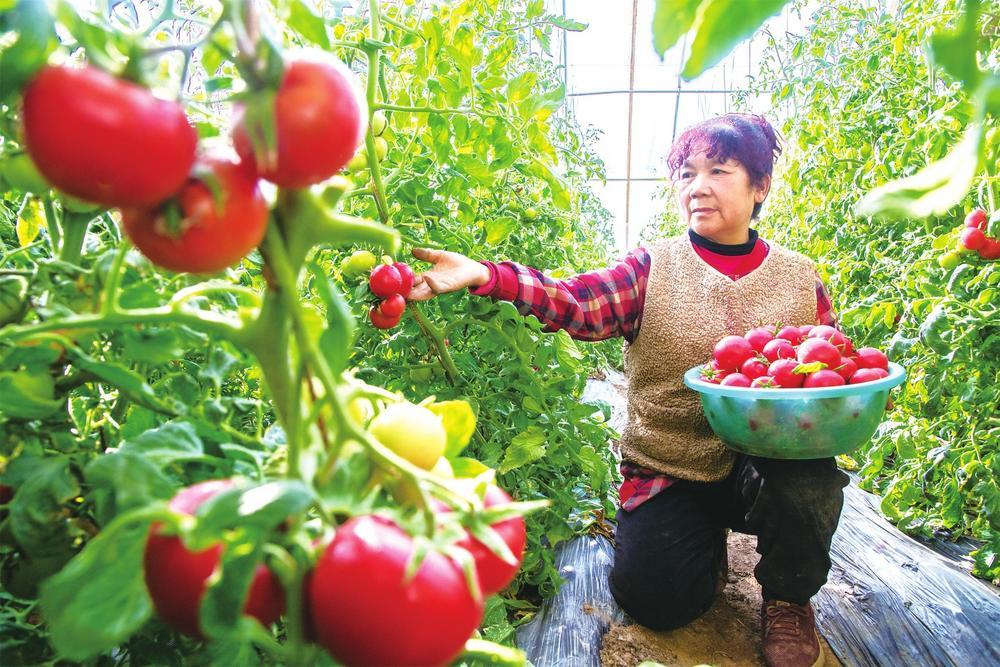 近日，敦煌市国家现代农业示范区中心园区内，工人正在采摘西红柿。