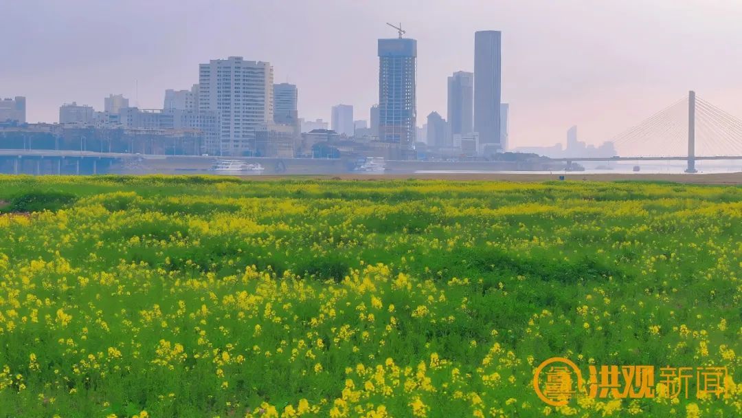 快来打卡！南昌扬子洲七彩油菜花将于3月初盛开