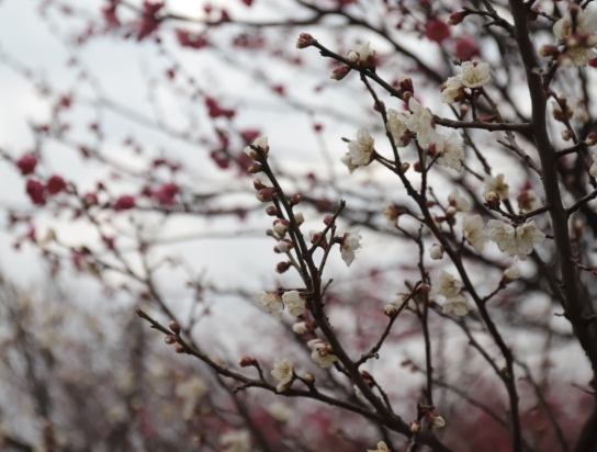 江西庐山市：梅香四溢 梅花迎来最佳观赏期