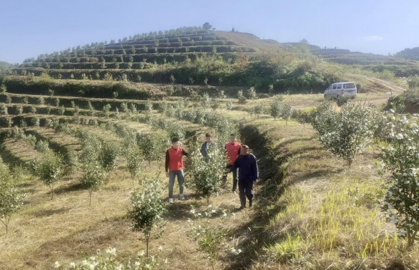 人保财险工作人员正在同农业技术专家对油茶病虫害防治进行技术指导
