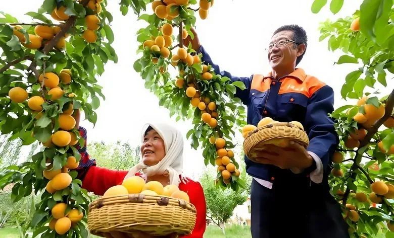 种植的杏子喜获丰收（高台县委宣传部供图）