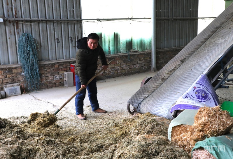 饲养员正在搅拌草料（央广网发　郭海霞　摄）