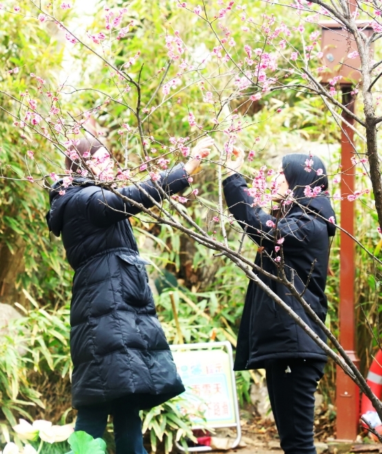 九江湖口县：上春山 风光好 游人醉