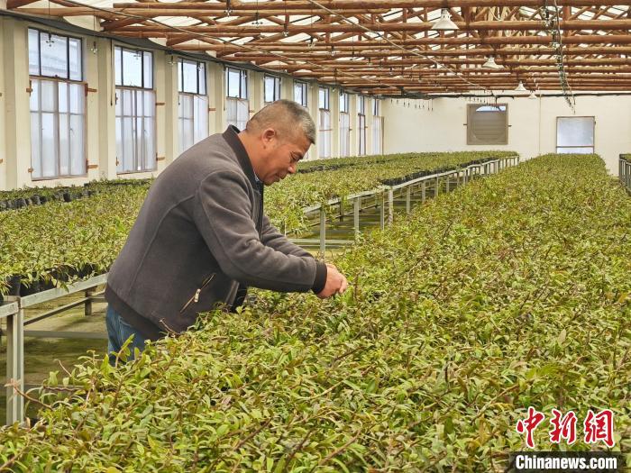 2月13日,庐康中药谷产业园石斛栽培车间内,技术工人正在检查中草药生长情况。记者 姜涛 摄