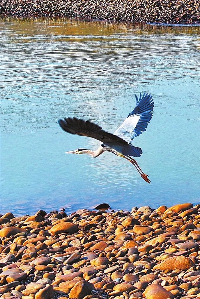 兰州市银滩湿地公园灰鹳翩翩起舞