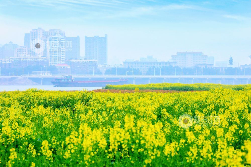 江西南昌：油菜花开春意浓