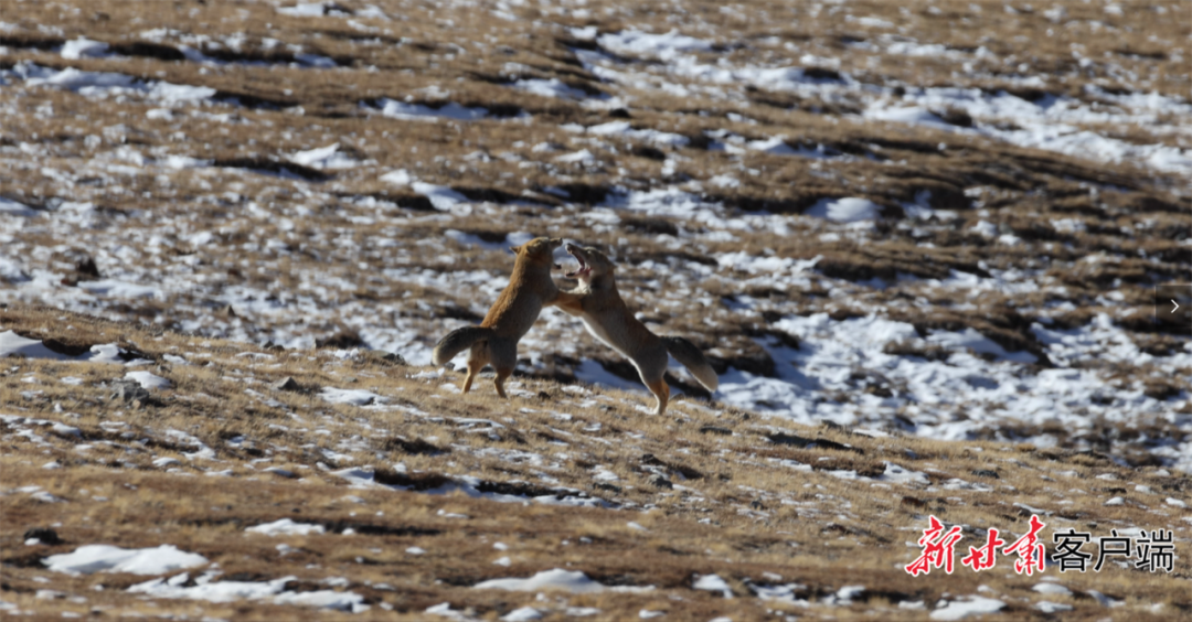 两只搏斗的藏狐 新甘肃·甘肃日报通讯员 华亮