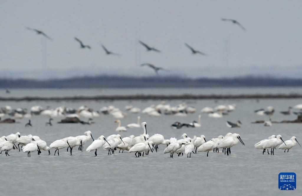 鄱阳湖越冬候鸟集结 准备启程北迁(图)凤凰网江西_凤凰网