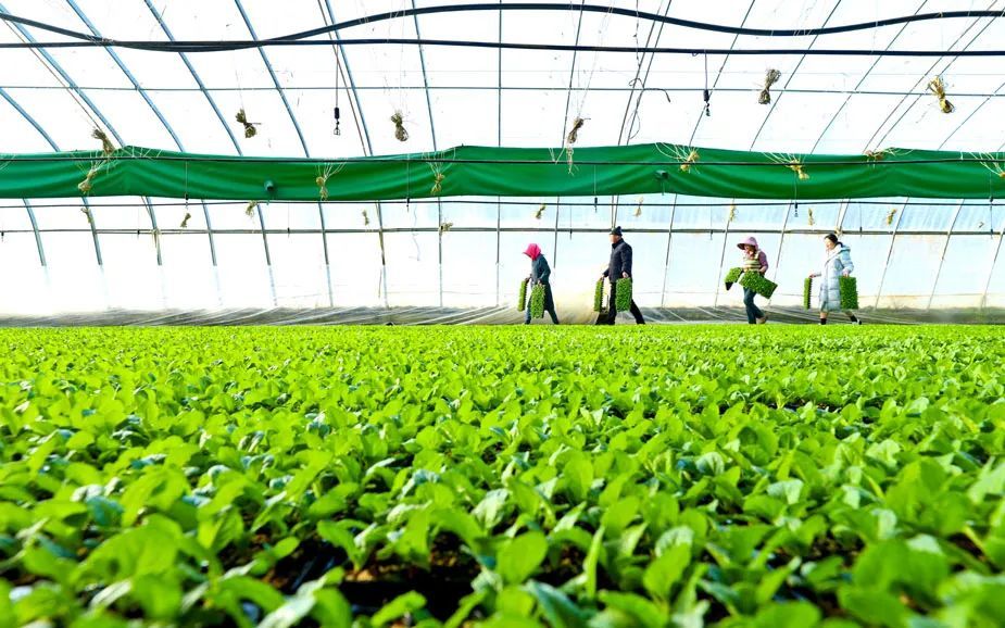 2月14日,张掖市甘州区党寨镇雷寨村有机蔬菜育苗中心内,菜农们正在将育苗大棚的有机娃娃菜苗转运到培育大棚。