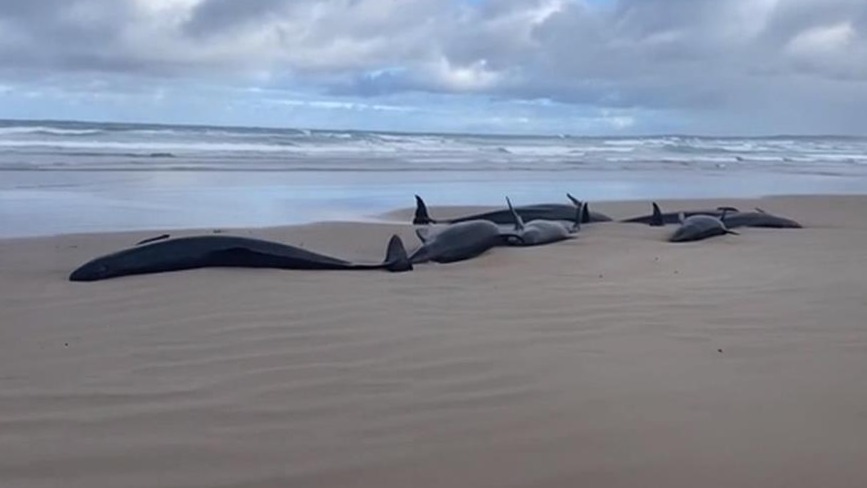 澳大利亚150头伪虎鲸搁浅海滩，对仍活着的90头鲸鱼救援失败，美媒称将对其实施安乐死