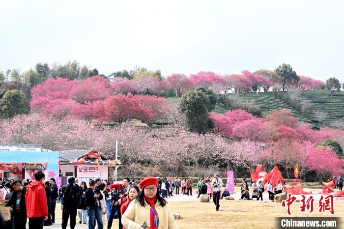 福建漳平：永福万株樱花竞相绽放