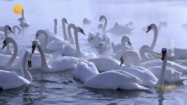 用赖以为生的鱼塘供养天鹅，他的善举成就了一段传奇