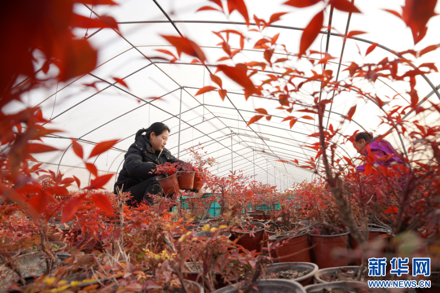 河北省邢台市内丘县一家农业科技公司的员工在大棚里管护南天竹。新华网发 刘继东 摄