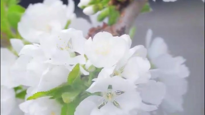 崆峒春意满枝头　樱桃花开正当时