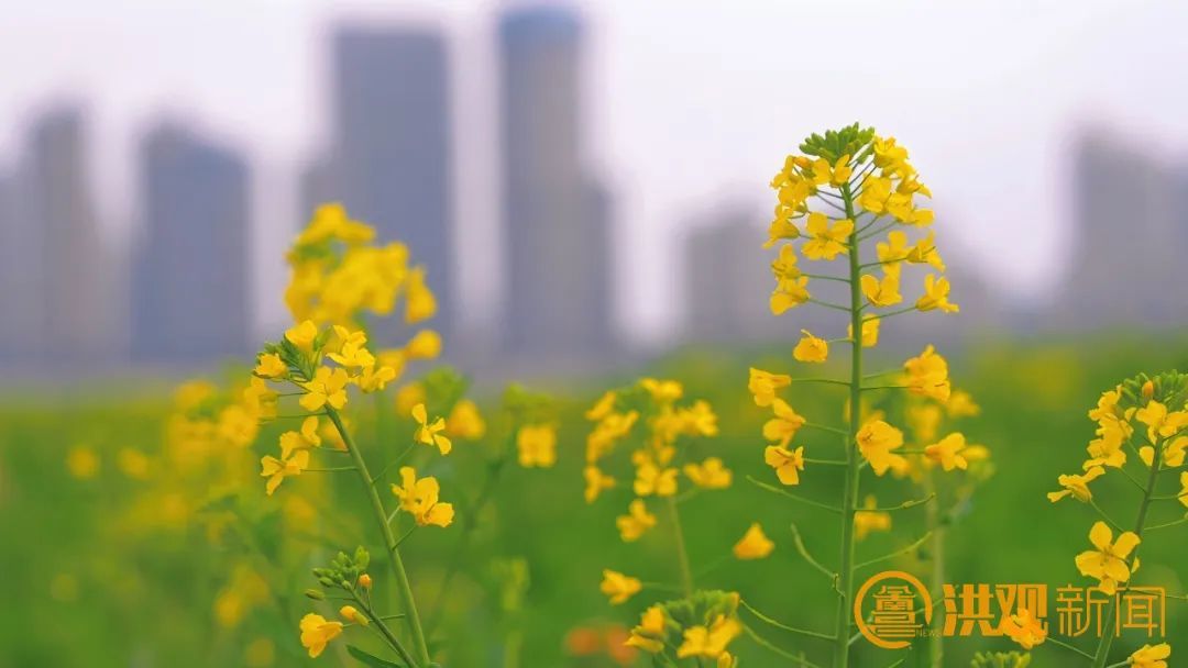 快来打卡！南昌扬子洲七彩油菜花将于3月初盛开
