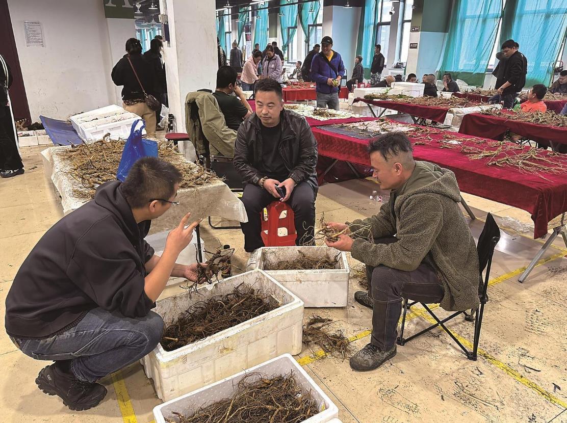集安市清河澳洋野山参国际交易中心里热闹非凡，几位顾客正在挑选人参。　本报记者　冯超　摄