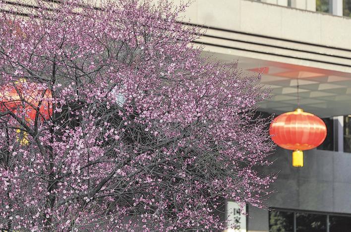 武昌白鹭街，“梅花大道”梅花盛开