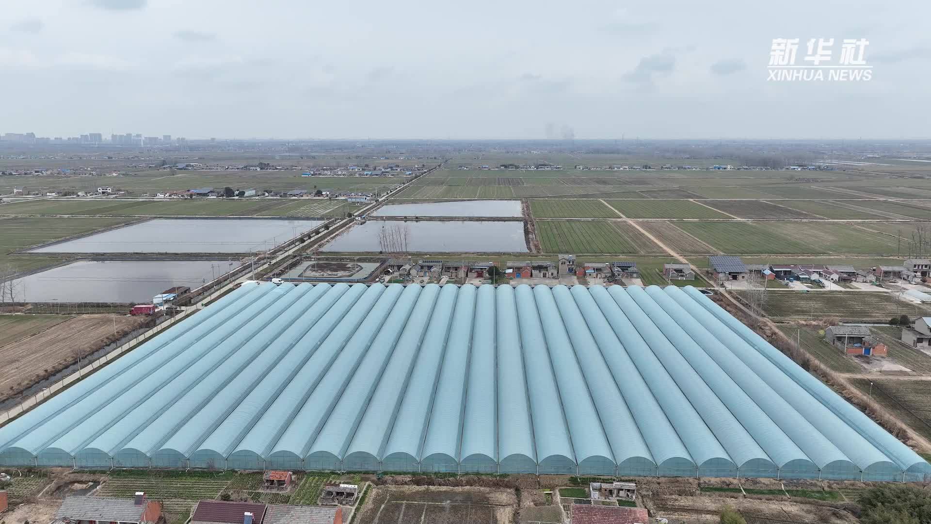 江苏淮安：大棚小龙虾鲜活上市