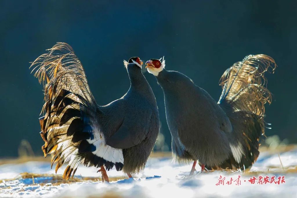 新甘肃·甘肃农民报通讯员 焦方宁 华亮 摄