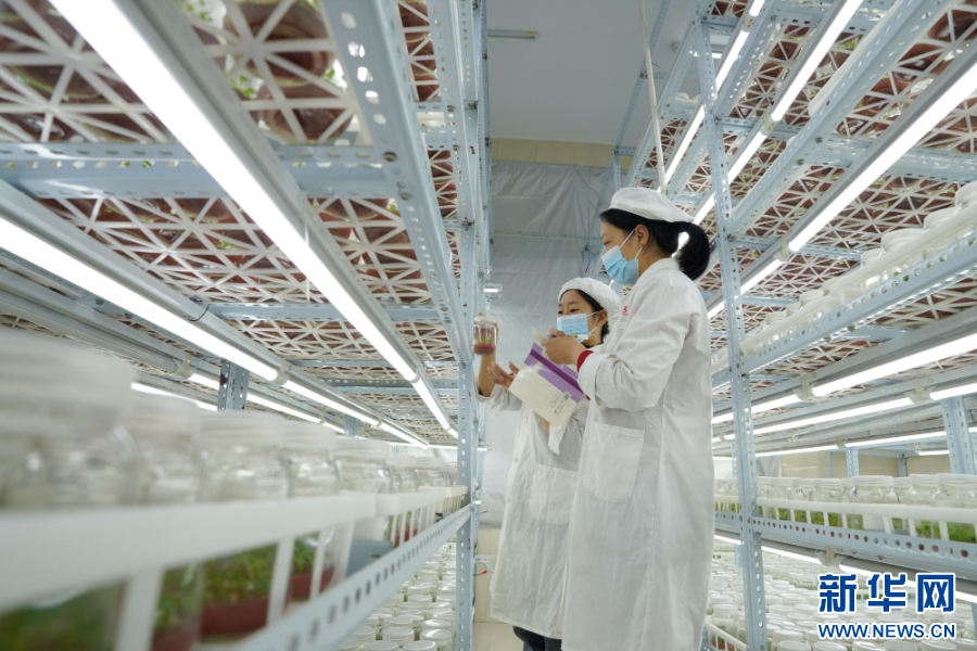 河北省邢台市内丘县一家农业科技公司的员工在查看蓝莓组培苗生长情况。新华网发 刘继东 摄