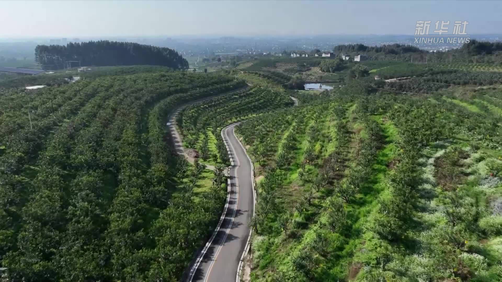 四川丹棱：专注发展晚熟柑橘产业取得成效