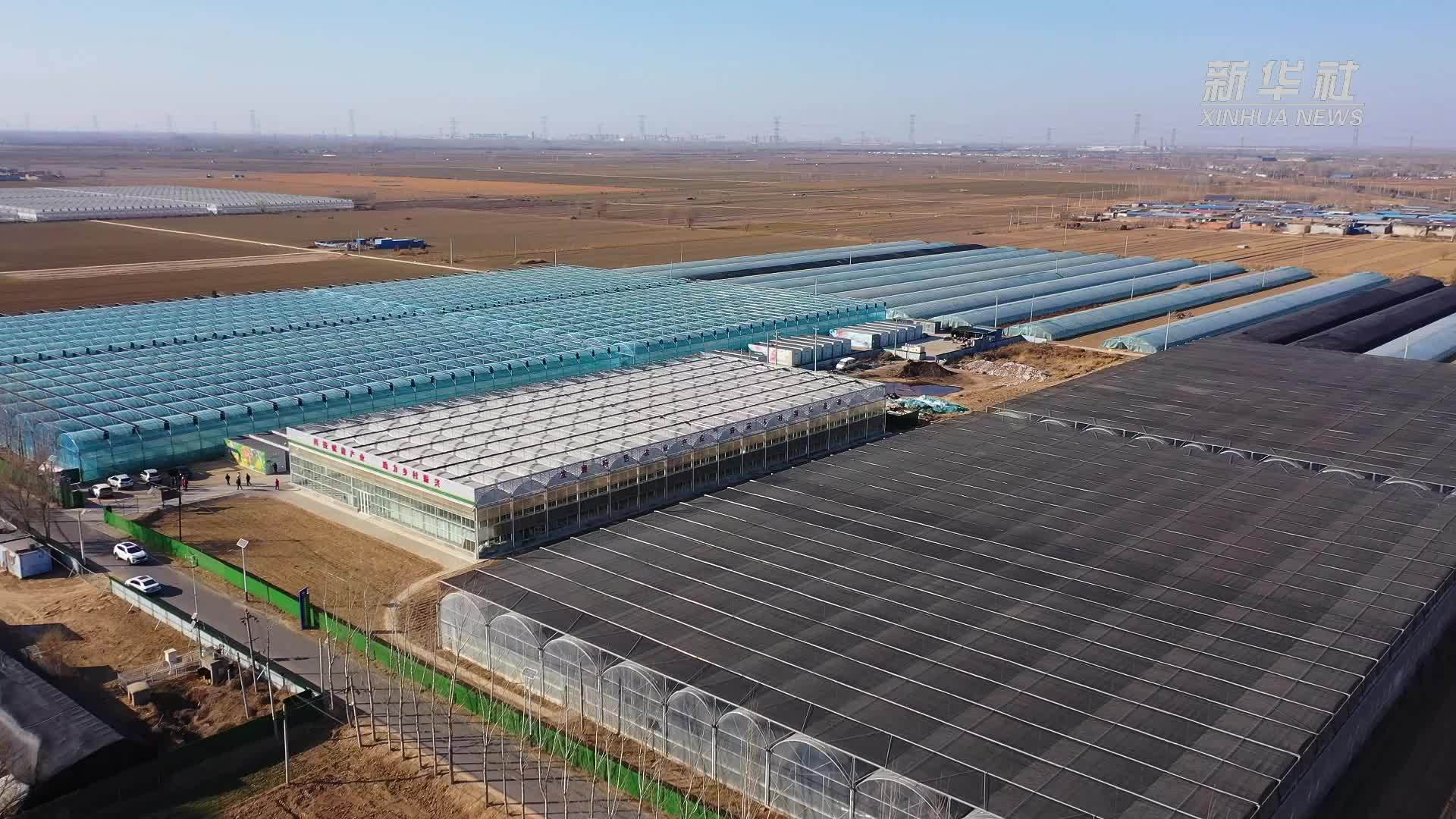 河北新河：发展乡村富民产业 带动群众共同致富