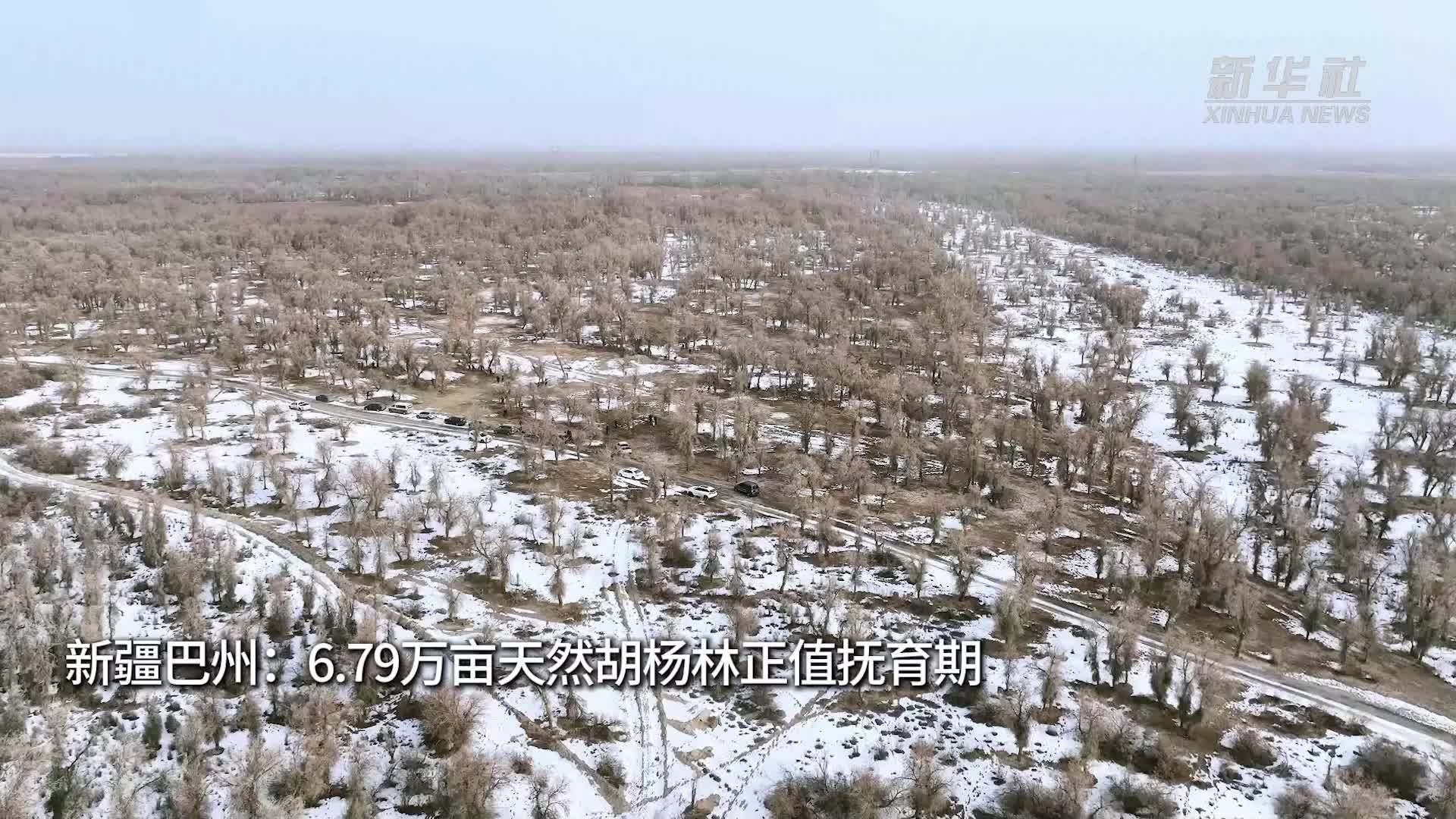 新疆巴州：6.79万亩天然胡杨林正值抚育期