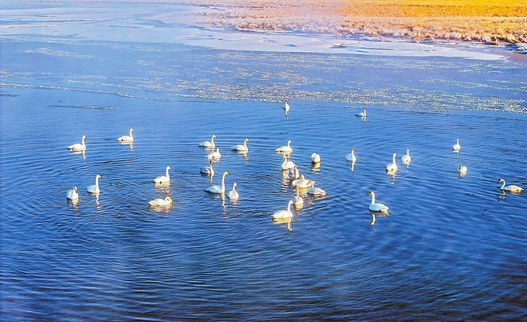 甘南州碌曲县尕海则岔国家级自然保护区成群的天鹅优雅游弋