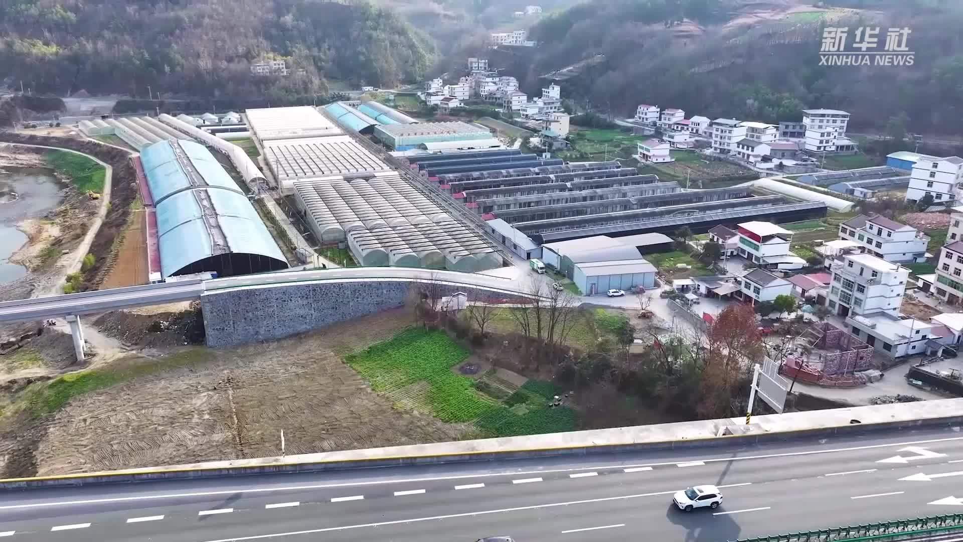 陕西安康：科技“护航”育苗产业育出好“钱”景