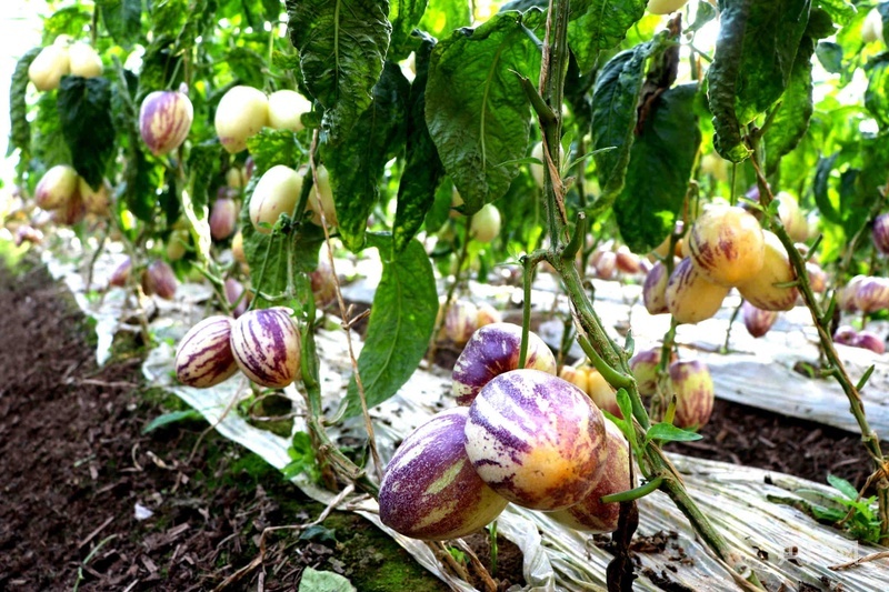 饱满圆润的人参果挂满枝头（央广网发　马爱彬　摄）