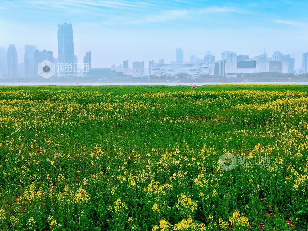 江西南昌：油菜花开春意浓