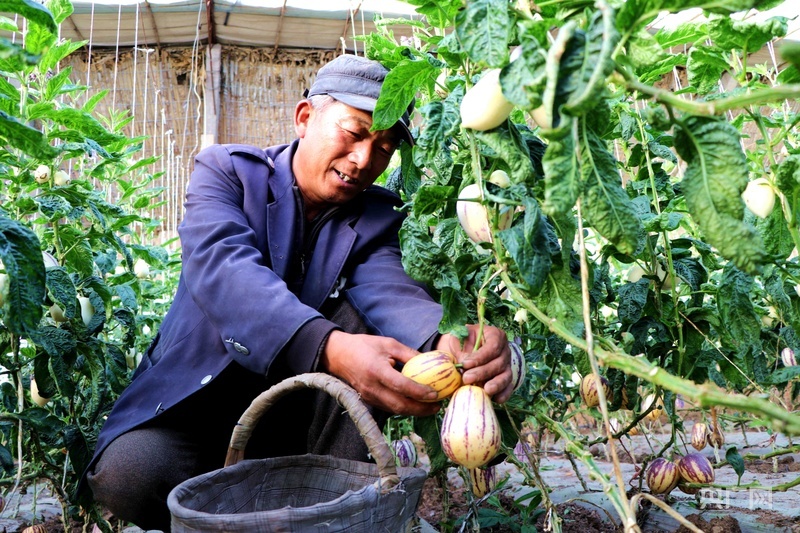 民勤县温室种植户采收人参果（央广网发　马爱彬　摄）