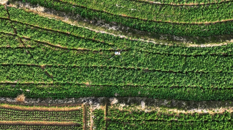 九江湖口县：不负春光抢农时 油菜春管保丰收