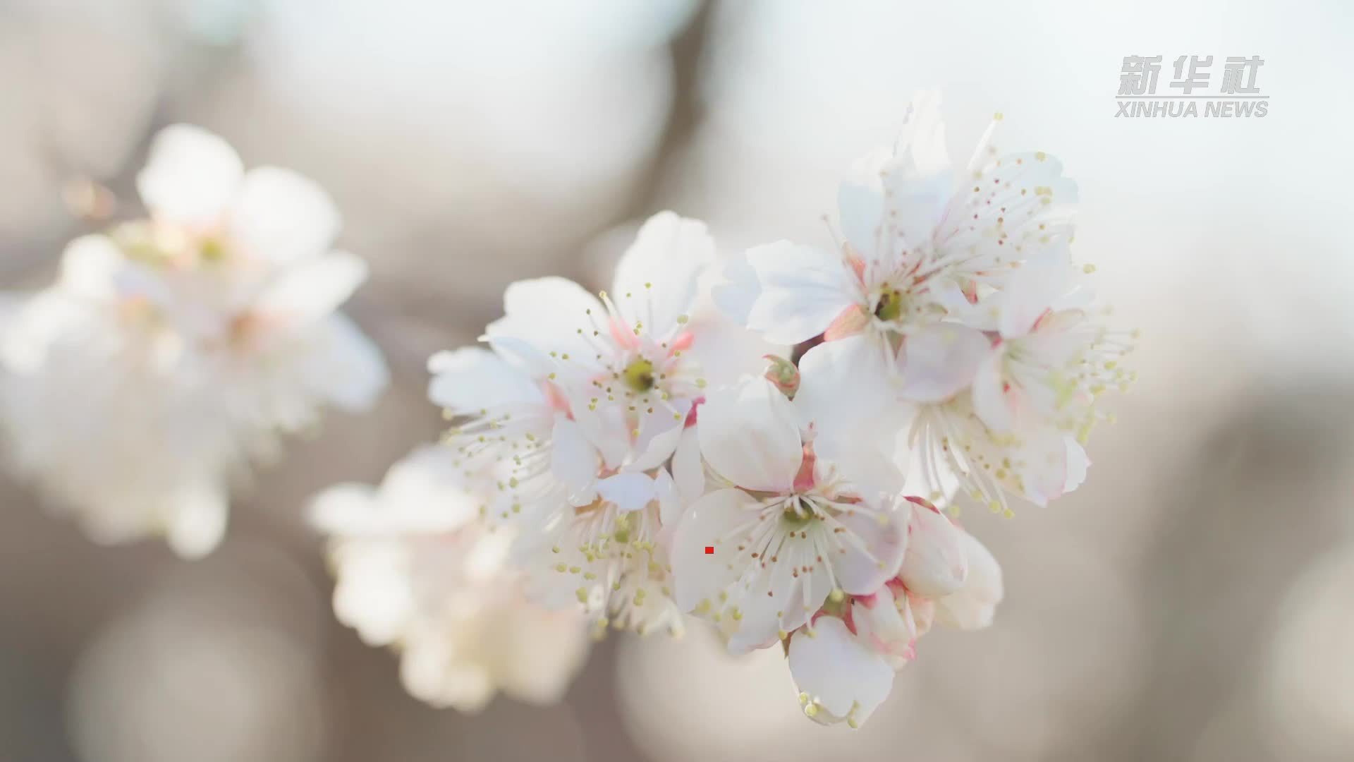 云南武定：樱桃花盛开 春日风景正好
