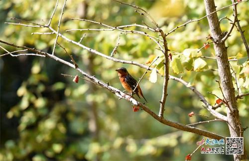 监测到白喉矶鸫