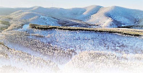 图为2月14日拍摄的塞罕坝机械林场。省林草局供图