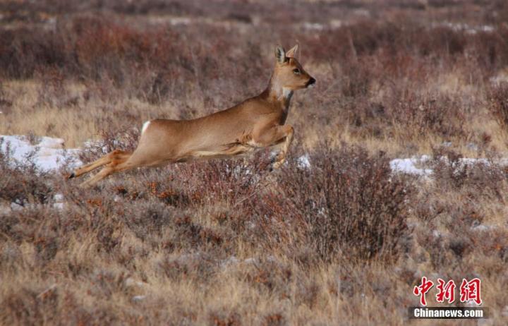 图为奔跑中的狍鹿