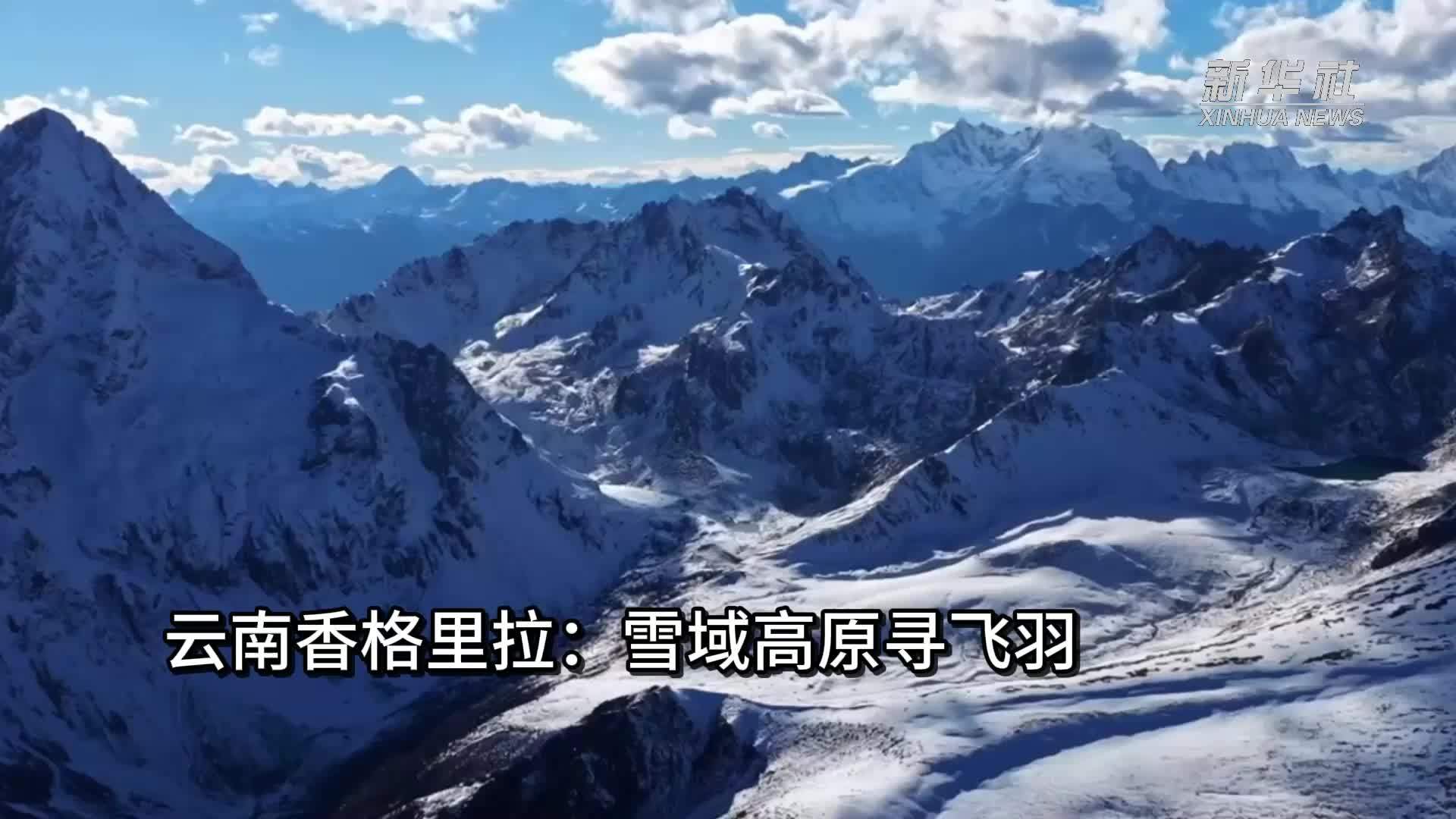 云南香格里拉：雪域高原寻飞羽