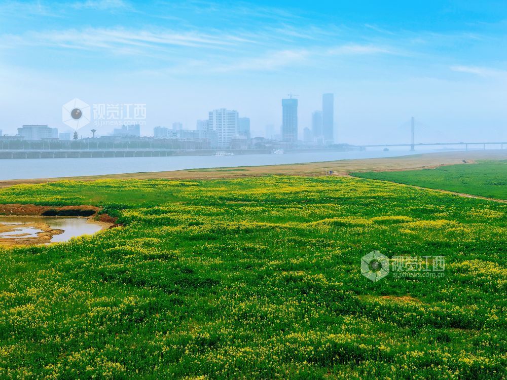 江西南昌：油菜花开春意浓