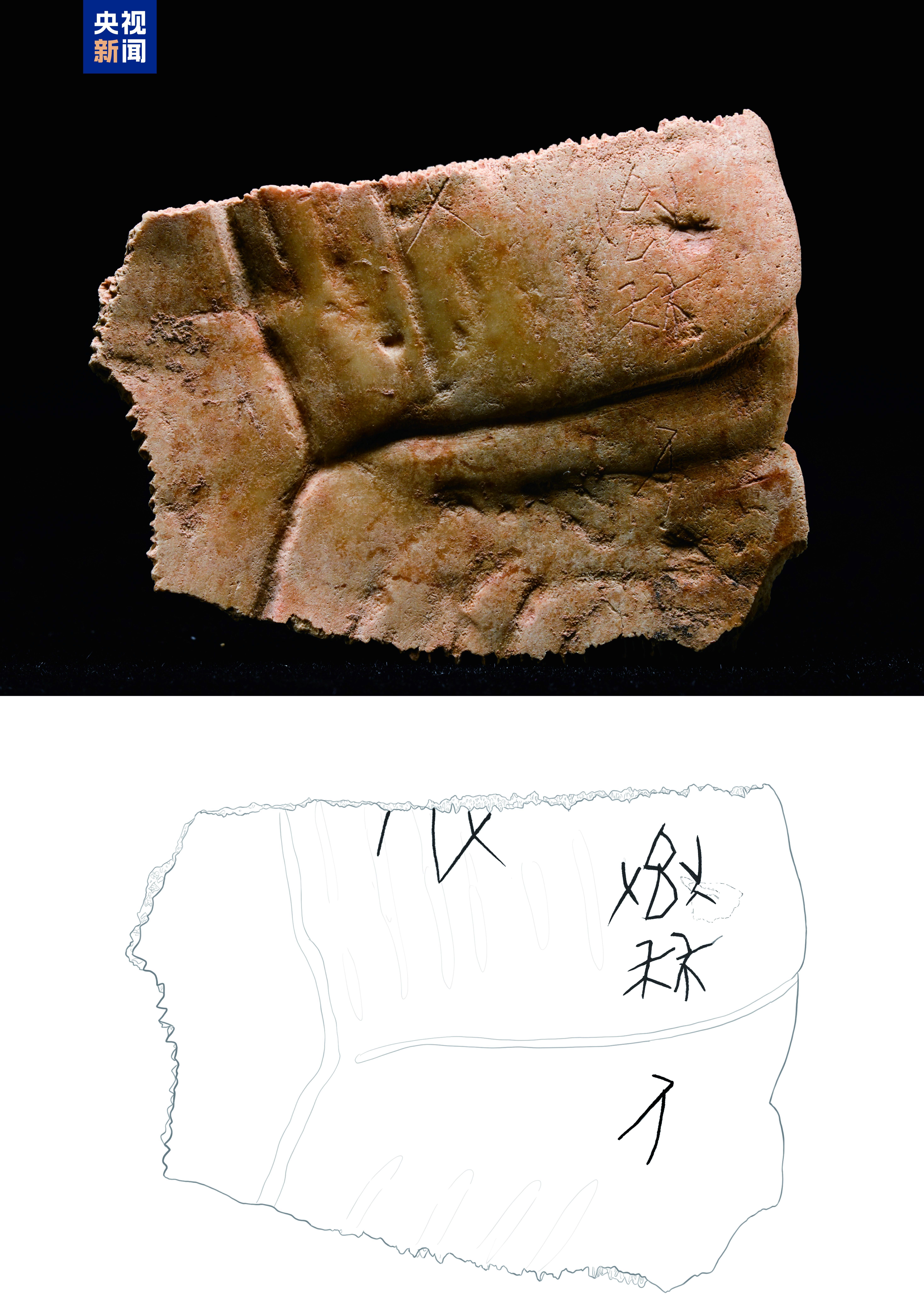 “秦人”刻辞甲骨及刻辞摹本