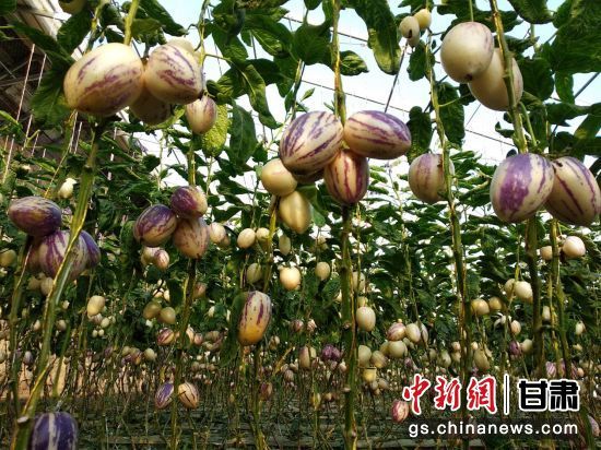 大棚人参果。