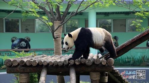 熊猫“美灵”(南昌动物园供图)