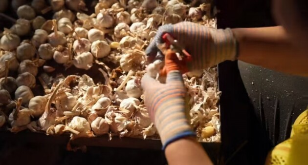 七朵集团携手智慧农业仓储物流升级,共赴农业现代化征程