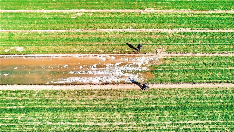 2月12日，在渭南市富平县城关街道新庄村，村民在灌溉麦田。记者 许奥博摄