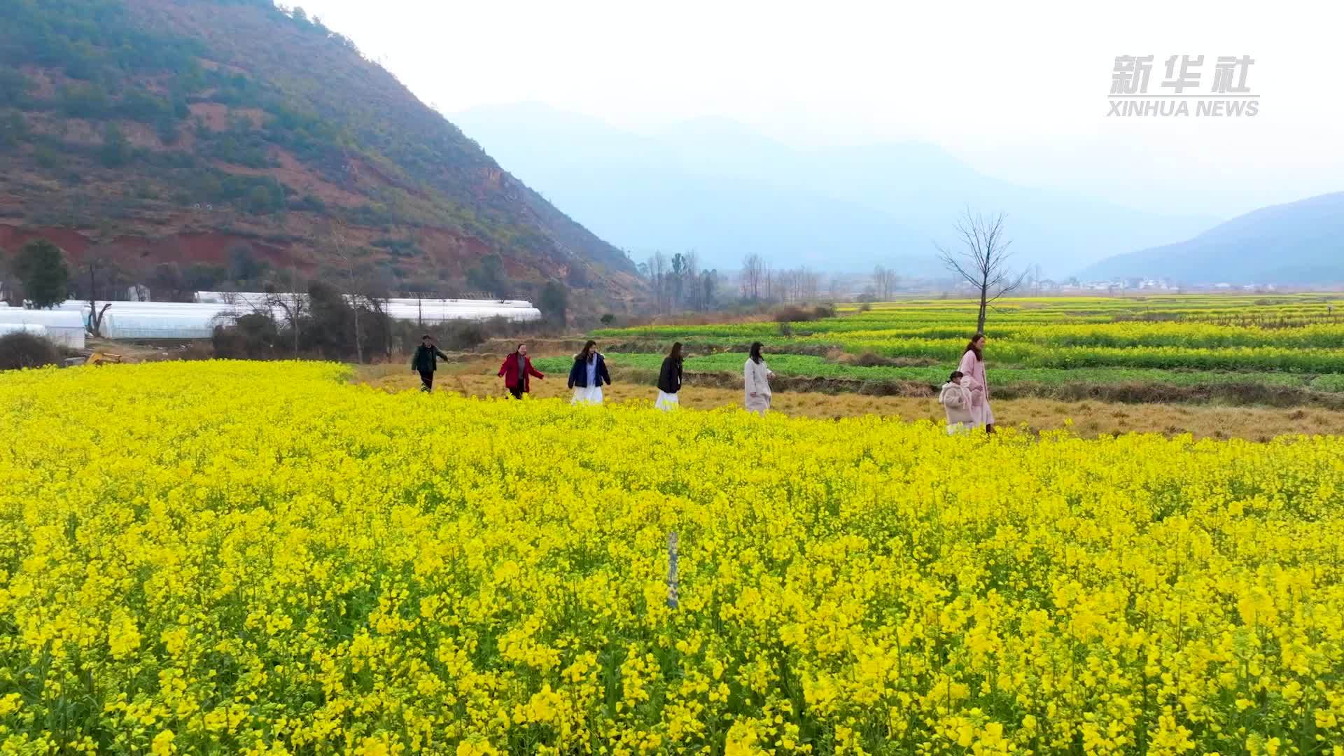 云南洱源开启“花”式乡村游