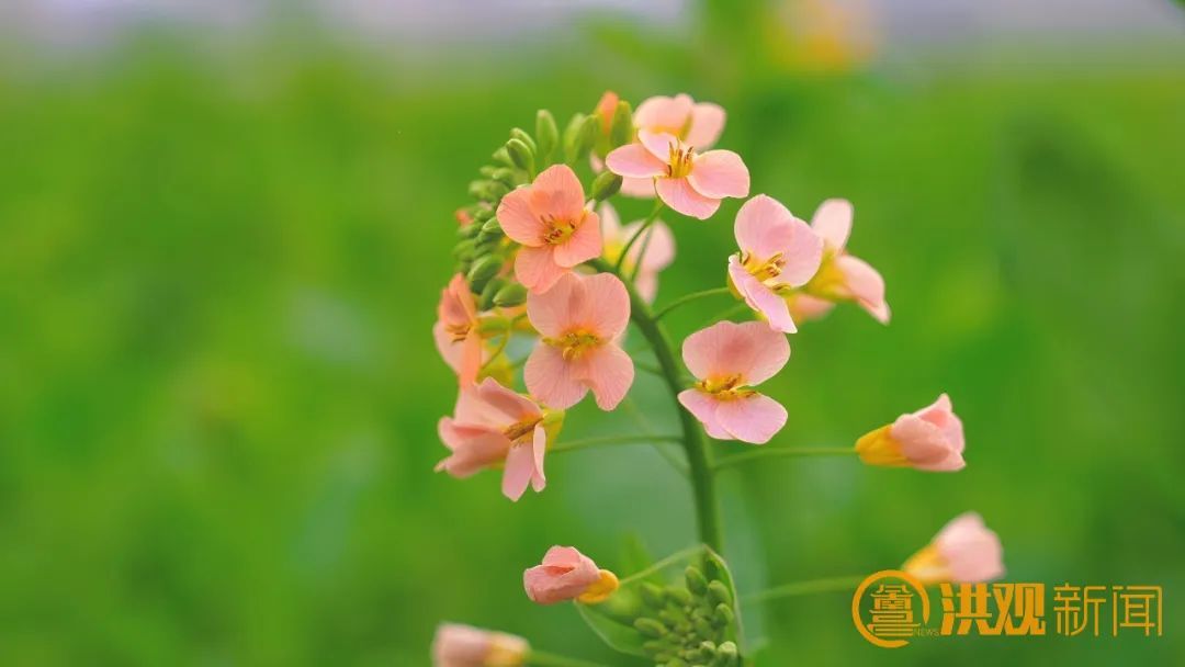 快来打卡！南昌扬子洲七彩油菜花将于3月初盛开
