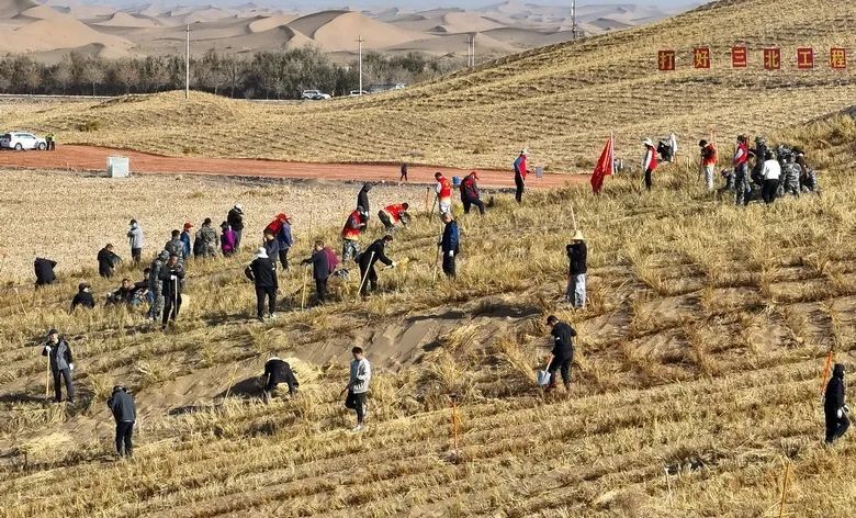 高台西沙窝风沙口干部群众开展义务压沙（高台县委宣传部供图）