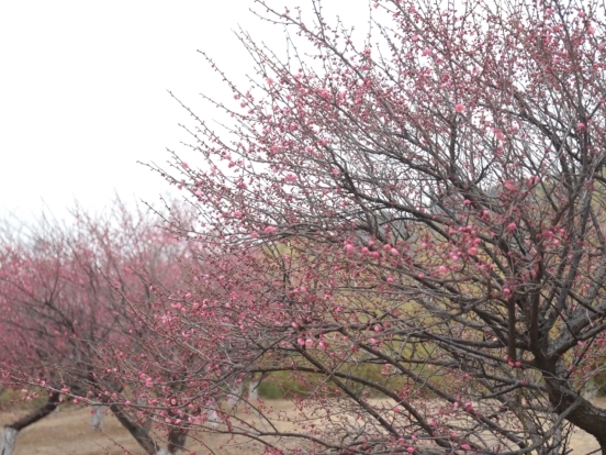 江西庐山市：梅香四溢 梅花迎来最佳观赏期