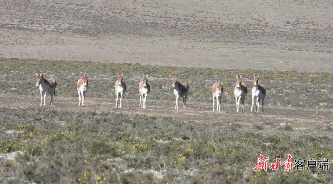 新甘肃·甘肃日报通讯员 金敏艳 岩吉斌 摄