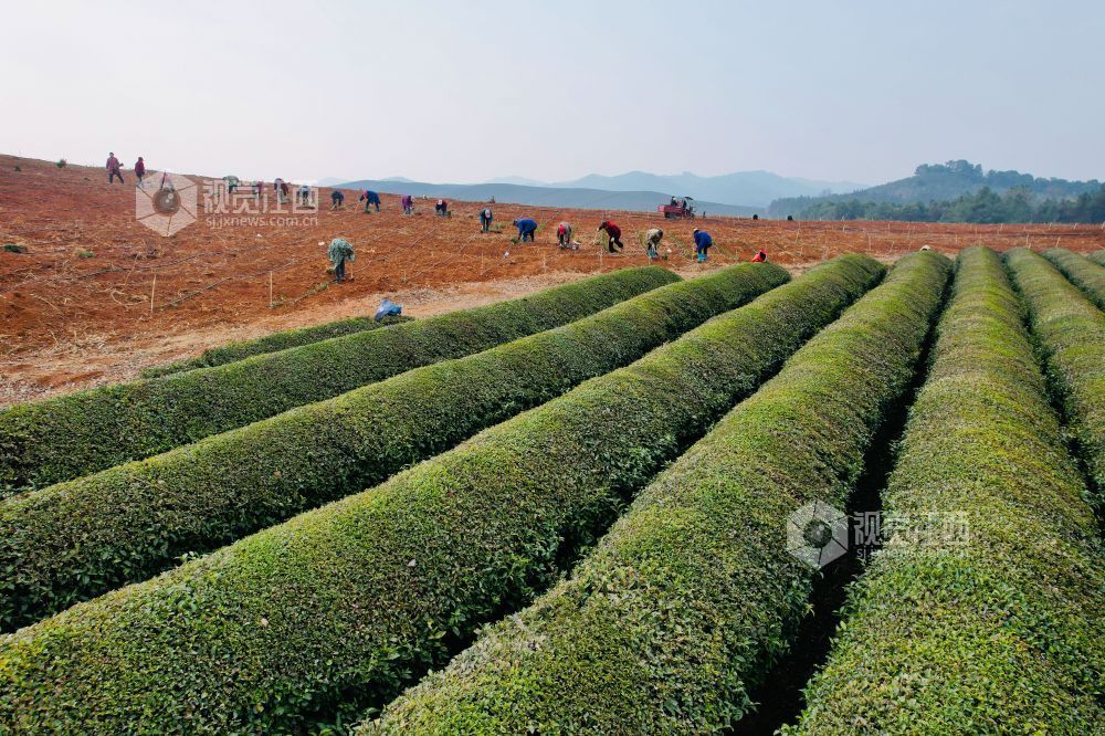 不负农时不负春（图）